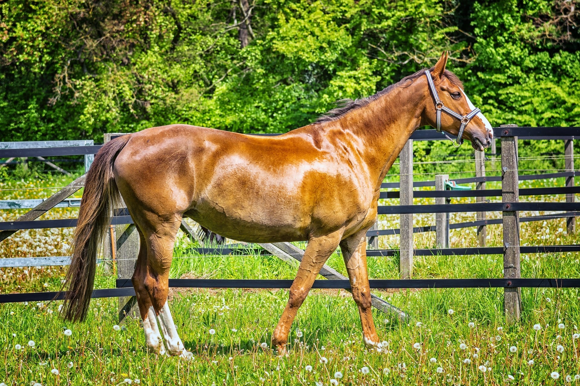 brown horse at a farm
